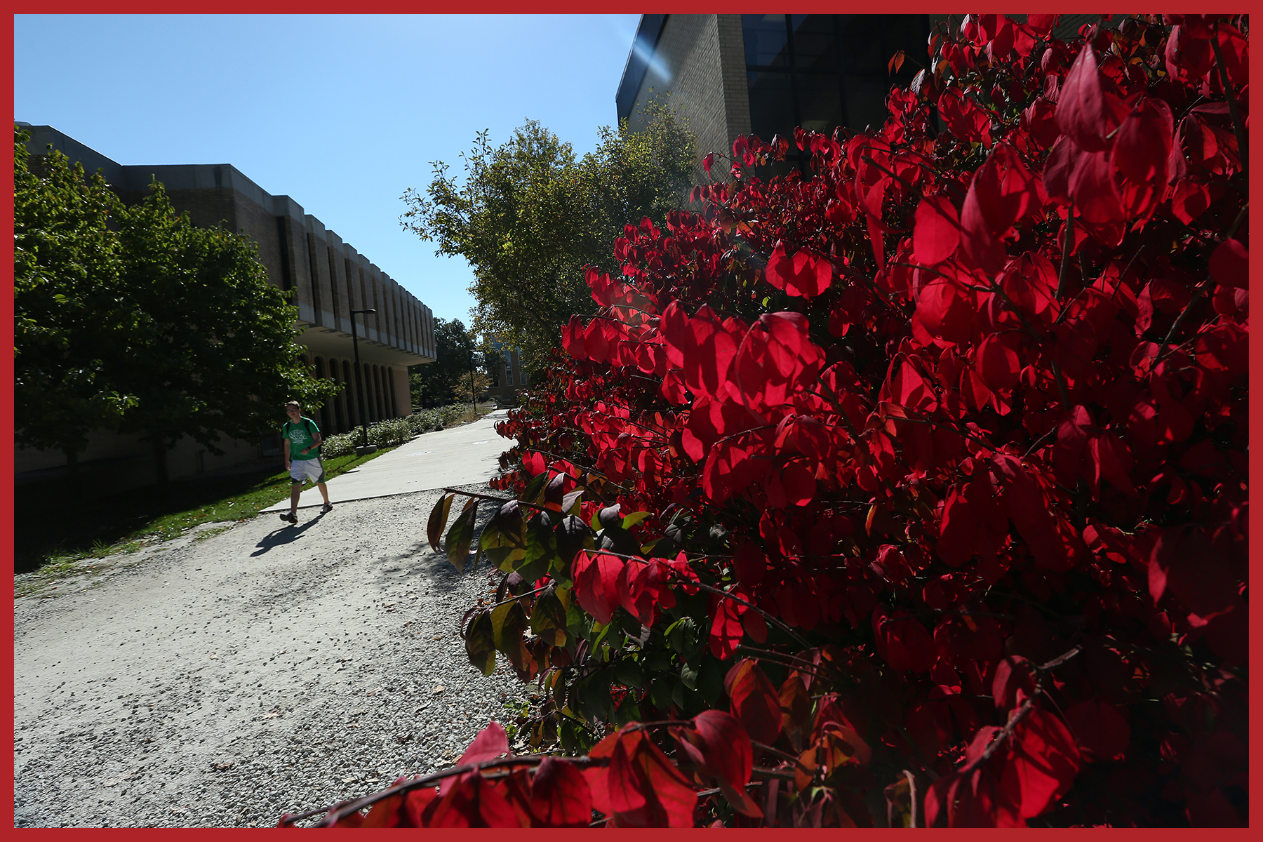 Crooked picture of one student walking next to building and bush